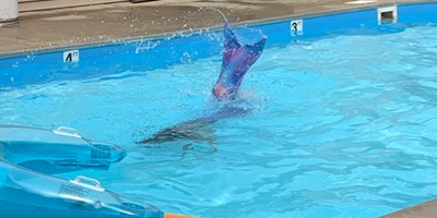 Water Wars/Pirates & Mermaids