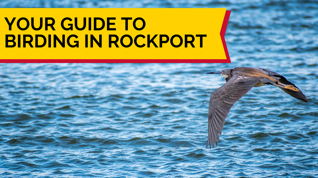 Your Guide to Birding in Rockport, Texas
