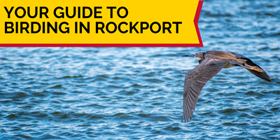 Your Guide to Birding in Rockport, Texas
