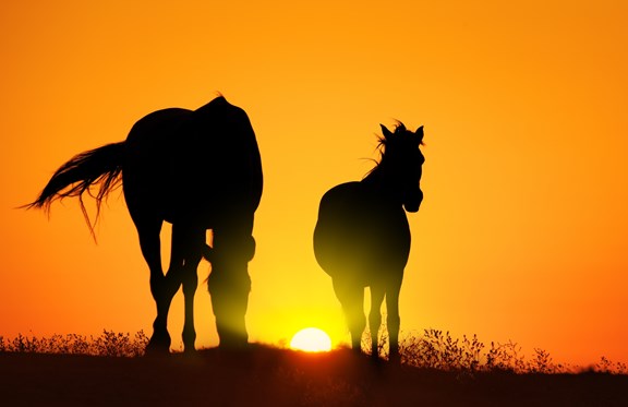 Horseback Rides at Fort Royal Riding Stables
