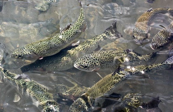 Wolf Creek National Fish Hatchery