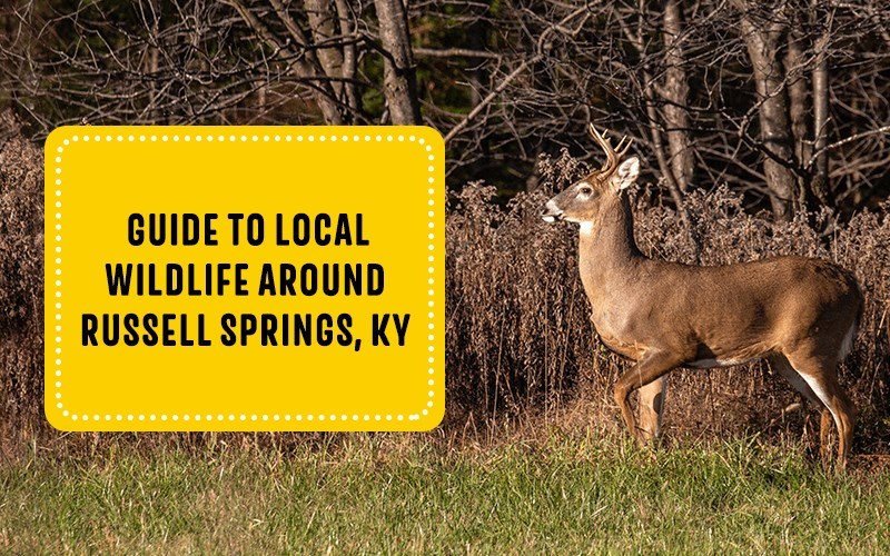 Guide to Local Wildlife Around Russell Springs, KY