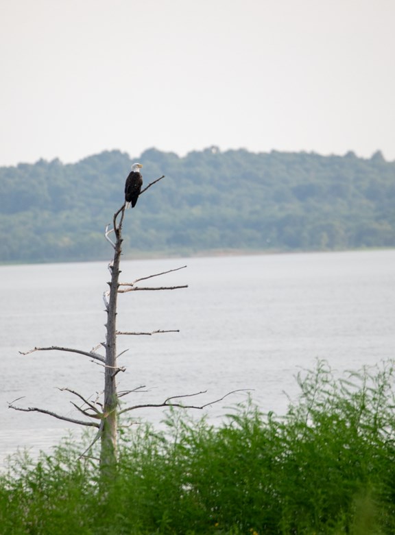 Eagle Tours and Loon Watch
