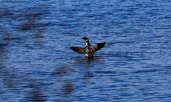 Eagle Tour and Loon Watch