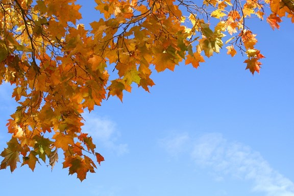 Leaf Peeping