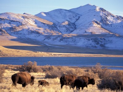 Antelope Island