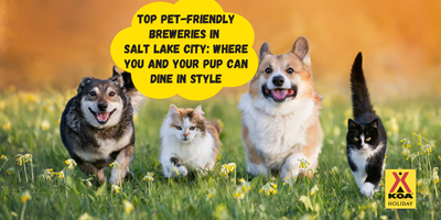 Pet-Friendly Breweries in Salt Lake City
