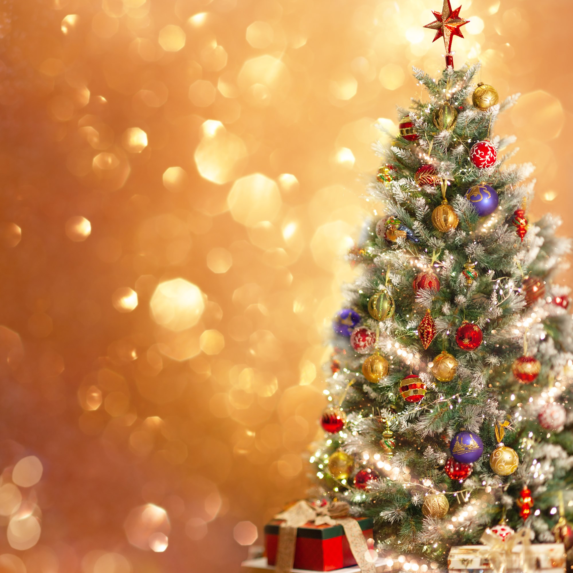 Festival of Trees Photo
