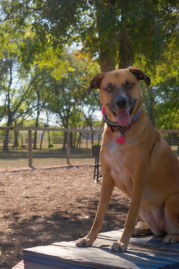 Kamp K9