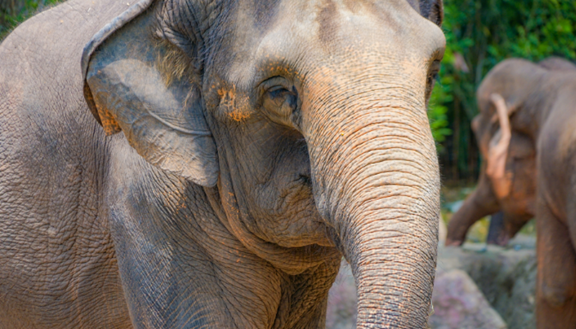 World-Famous San Diego Zoo