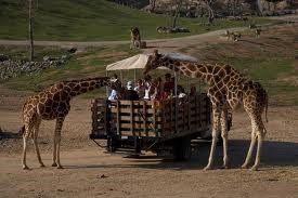 Safari Park