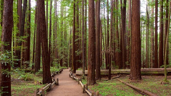 Armstrong Redwoods