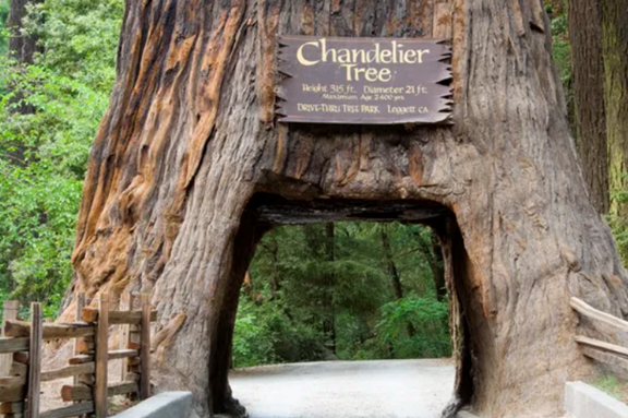 Redwood Groves -- The Armstrong Redwoods