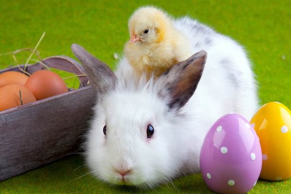 MASSIVE Easter egg hunt & Prizes, Meet the Easter Bunny Photo