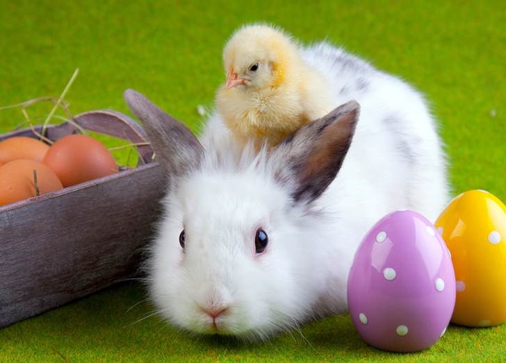 MASSIVE Easter egg hunt & Prizes! Meet the Easter Bunny!! Photo