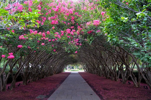 The Dallas Arboretum and Botanical Garden