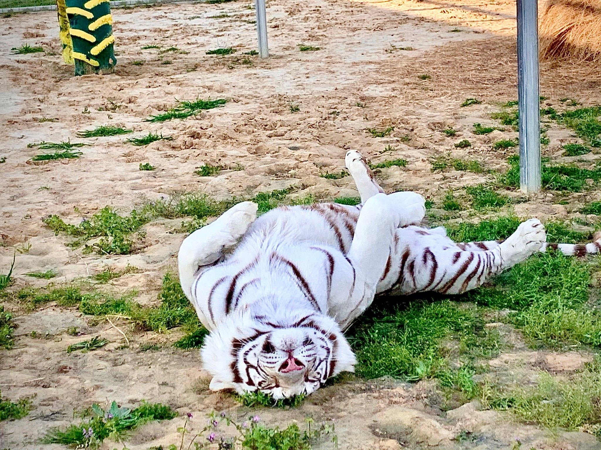 Sharkarosa Zoo Photo