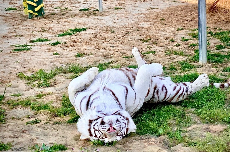 Sharkarosa Zoo Photo