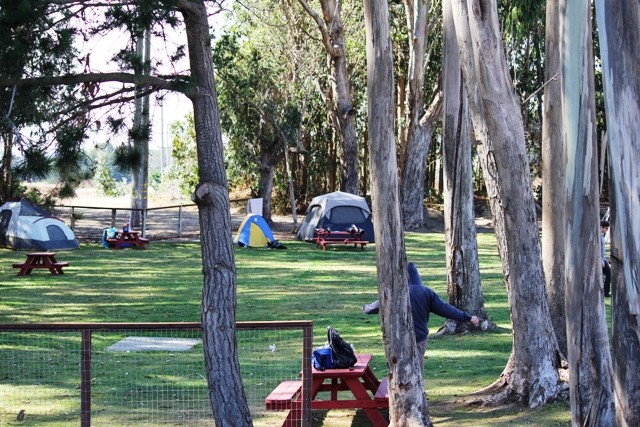 costanoa tents