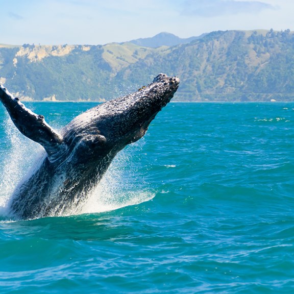 Sport Fishing, Whale & Dolphin Watching, Scenic Bay Cruises, Sunset Cruises