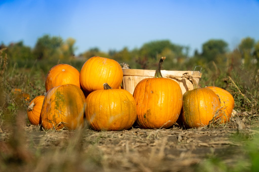 Fall Weekday Fun in Santa Cruz County