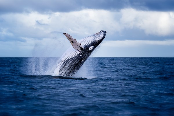 Whalefest Monterey Photo