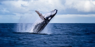 Whalefest Monterey