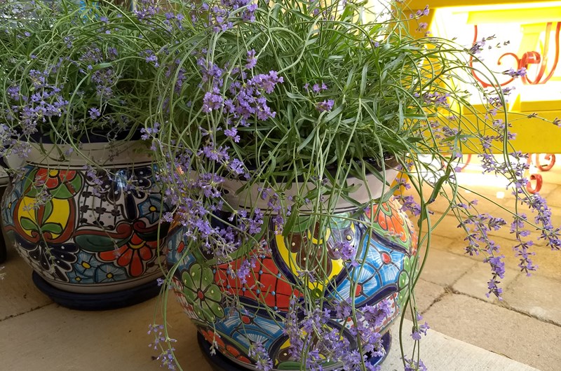 Herb and Lavender Fair Photo