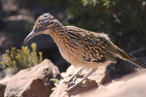 If you're lucky you might see a roadrunner