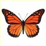 Monarch Butterfly Grove Talks