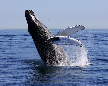 Whale Watching Tours