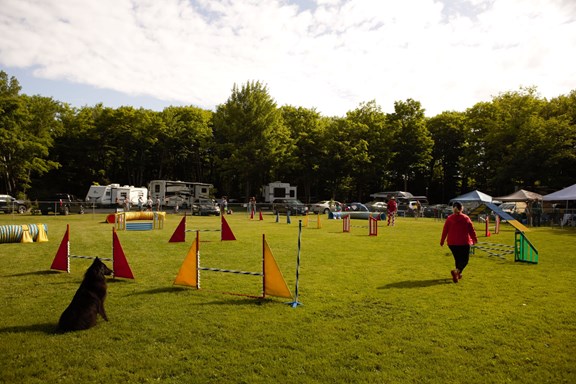 Dog Agility Field