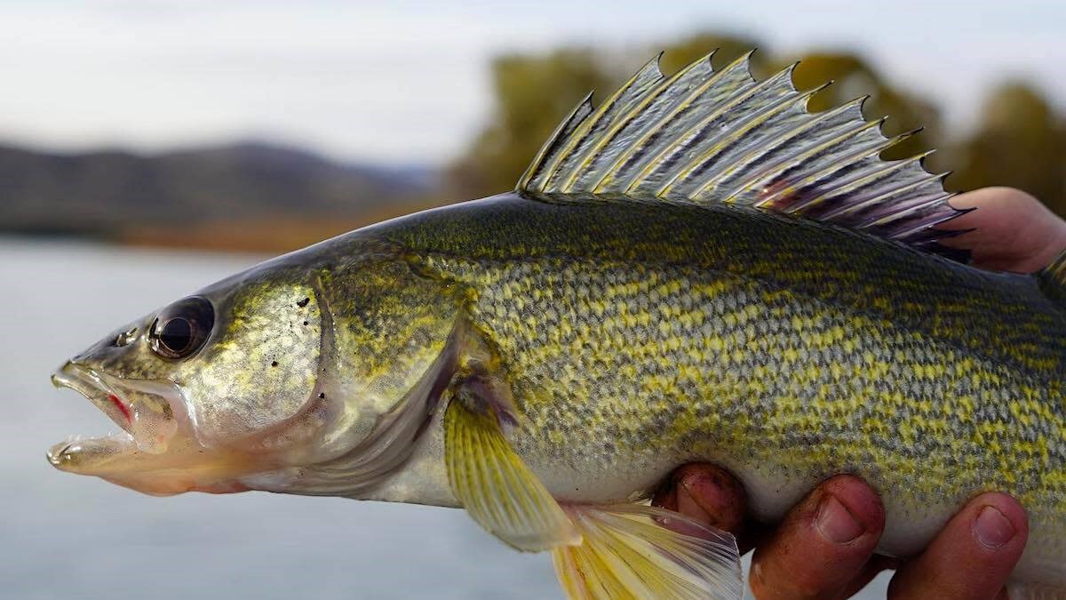ST. MARY'S RIVER WALLEYE CUP Photo