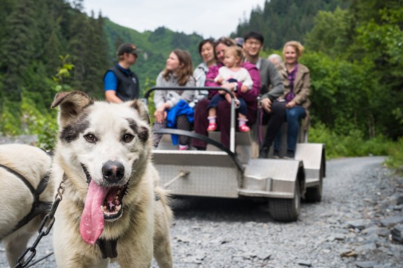 Ididaride Alaska Dog Sledding Tours
