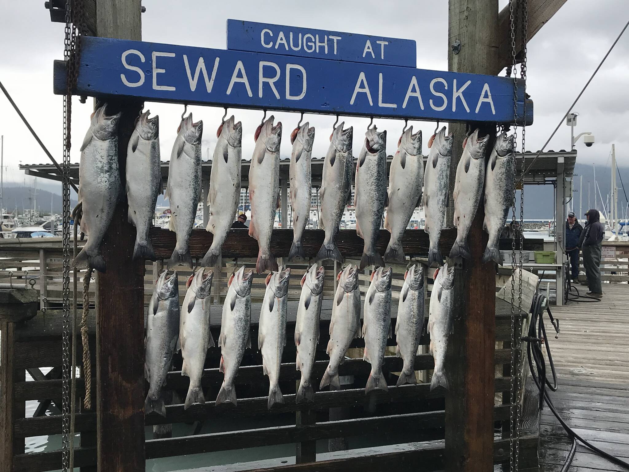 Seward Salmon Derby Photo