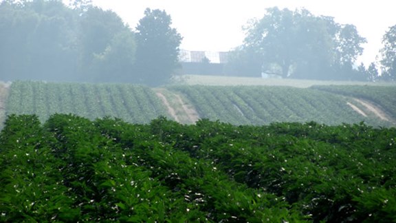 Celeryville Vegetable Farms