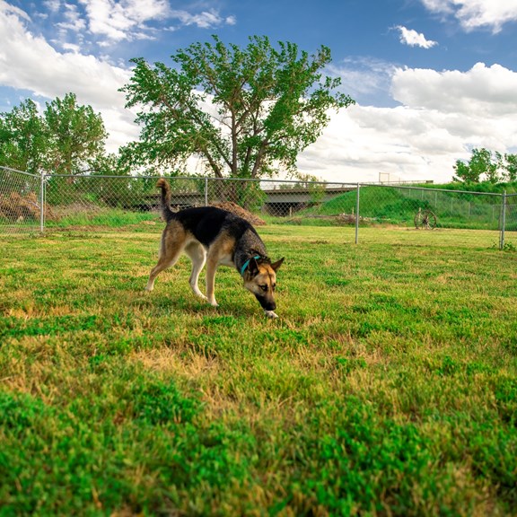 KampK9® Dog Park