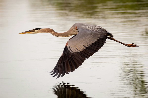 Unplug with Discovery Sessions: Herons at Home, Part 2 Photo