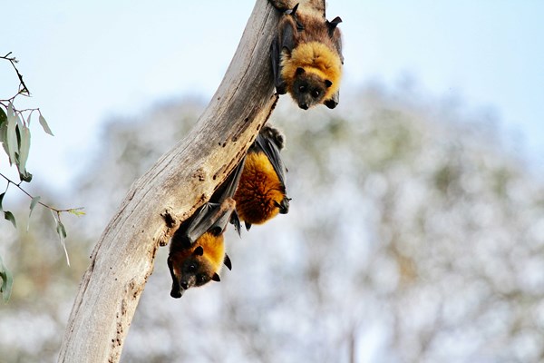 Unplug with Discovery Sessions: A Bat Walk in the Park Photo
