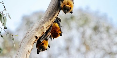 Unplug with Discovery Sessions: A Bat Walk in the Park