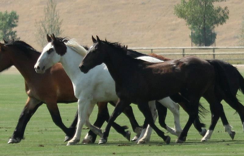DON KING DAYS Event at the Sheridan / Big Horn Mountains KOA Journey