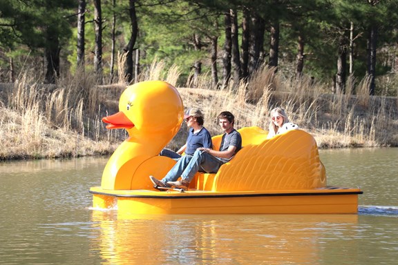 Giant Duck & Swan Paddle Boating