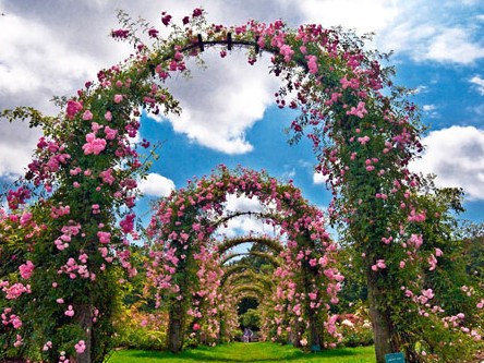 American Rose Center