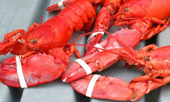 Maine Lobster Festival Photo