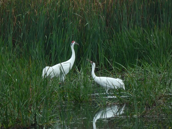 Big Branch Marsh National Wildlife Refuge