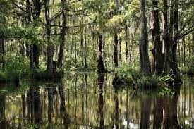Pearl River Wildlife Management Area