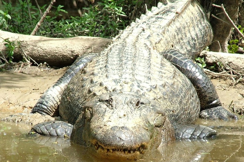 Wildlife Watching in Slidell: Top Spots Near KOA Campground