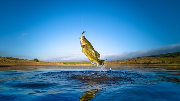 Fishing