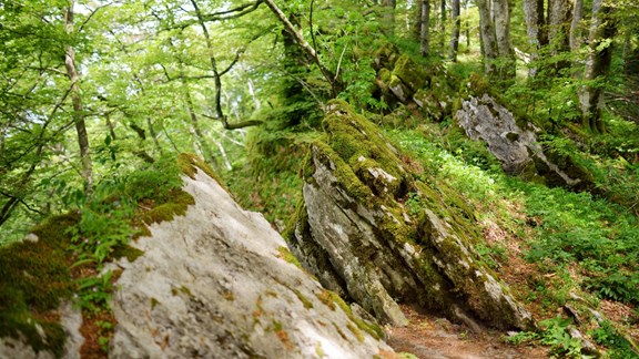 Beechwood State Park