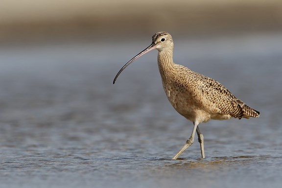 Laguna Atascosa National Wildlife Refuge